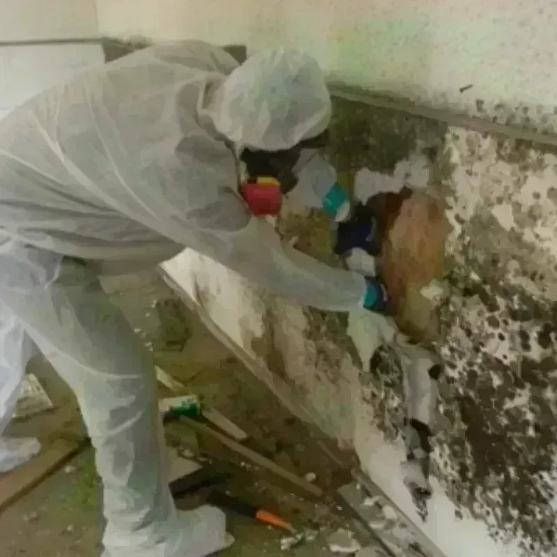 Mold Remediation and Removal in Ashley County, AR